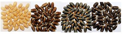 Developing Germplasm and Promoting Consumption of Anthocyanin-Rich Grains for Health Benefits